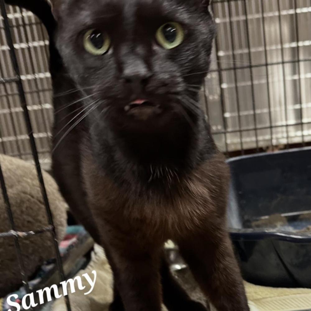 Enlarge Sammy, a Adoptable Domestic Short Hair in Novelty, OH image 2/3