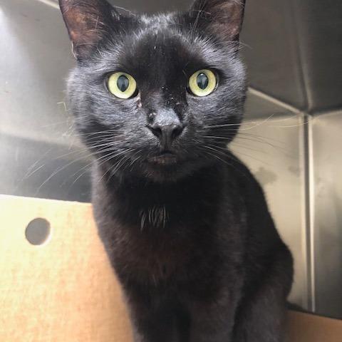 Enlarge Sammy, a Adoptable Domestic Short Hair in Novelty, OH image 3/3