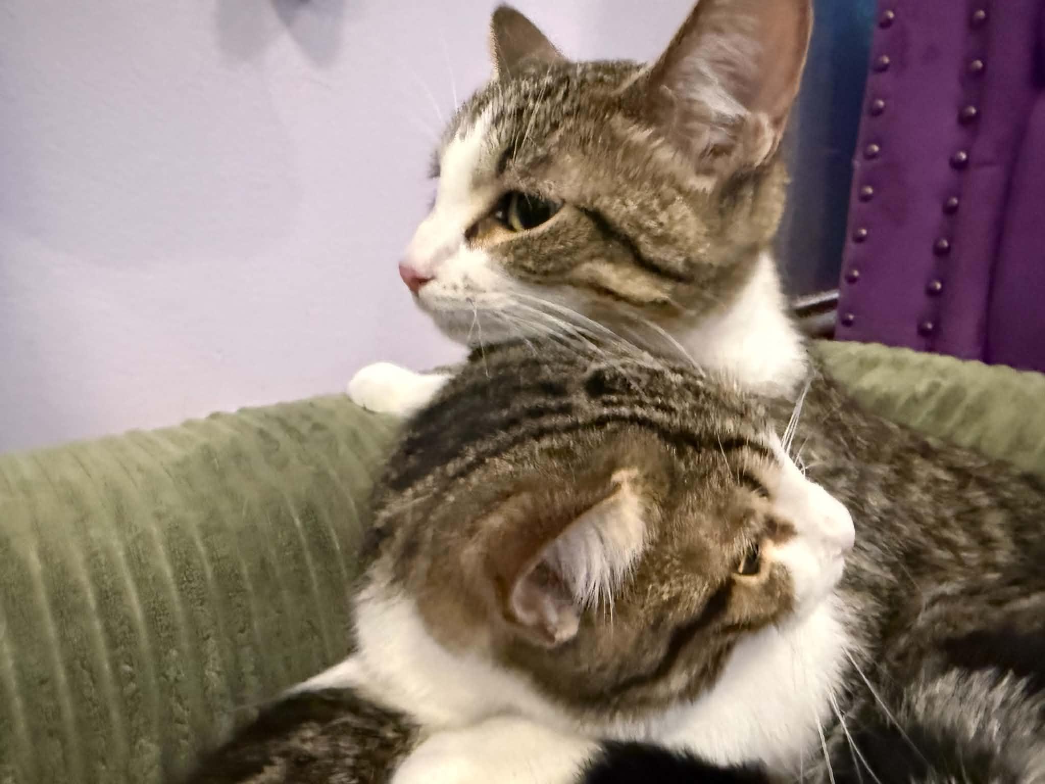 Pepsi&Dr Pepper (cafe), an adoptable Tiger in West Lafayette, IN image 5/6
