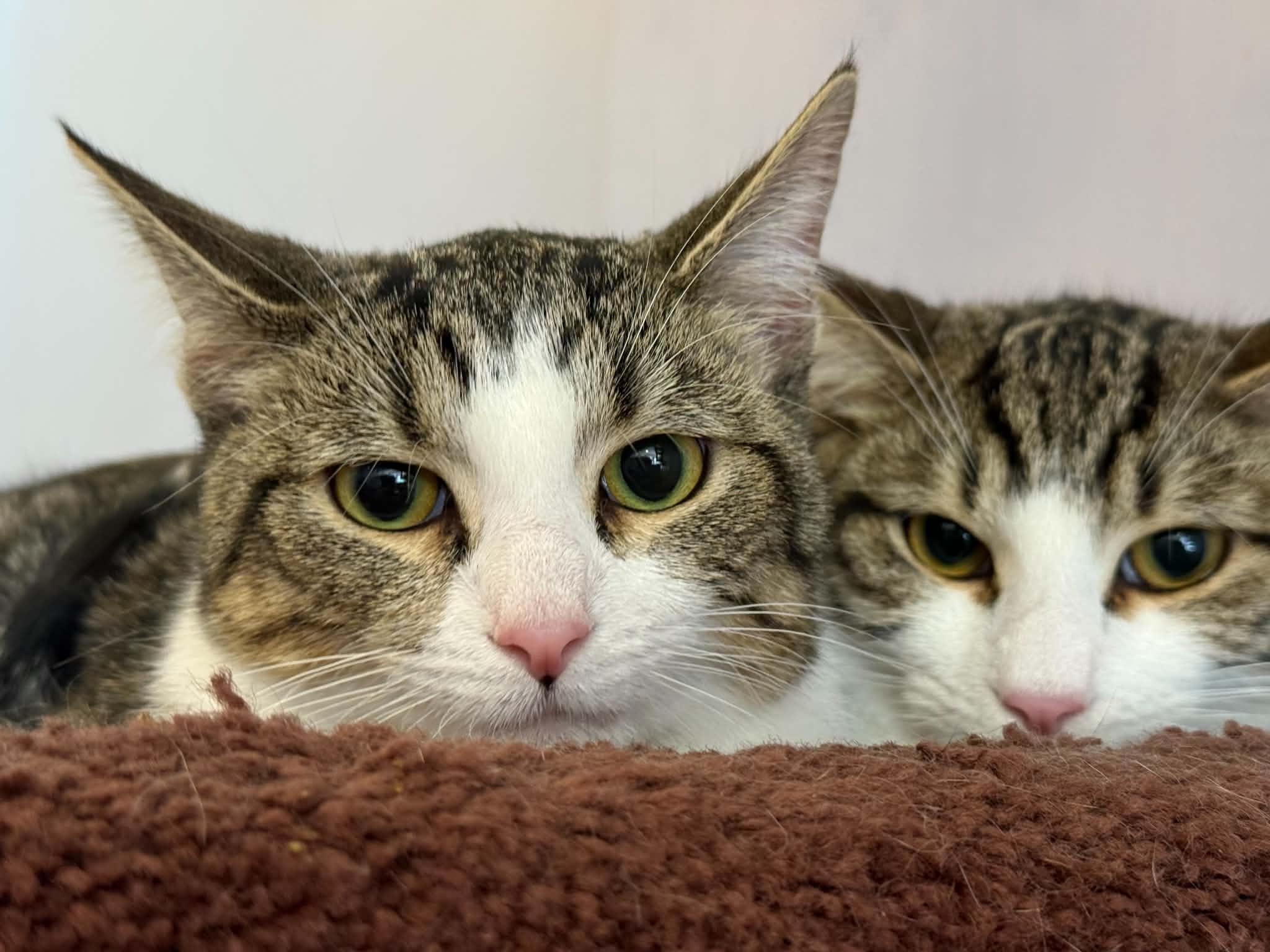 Pepsi&Dr Pepper (cafe), adoptable, Kitten Female Tiger.