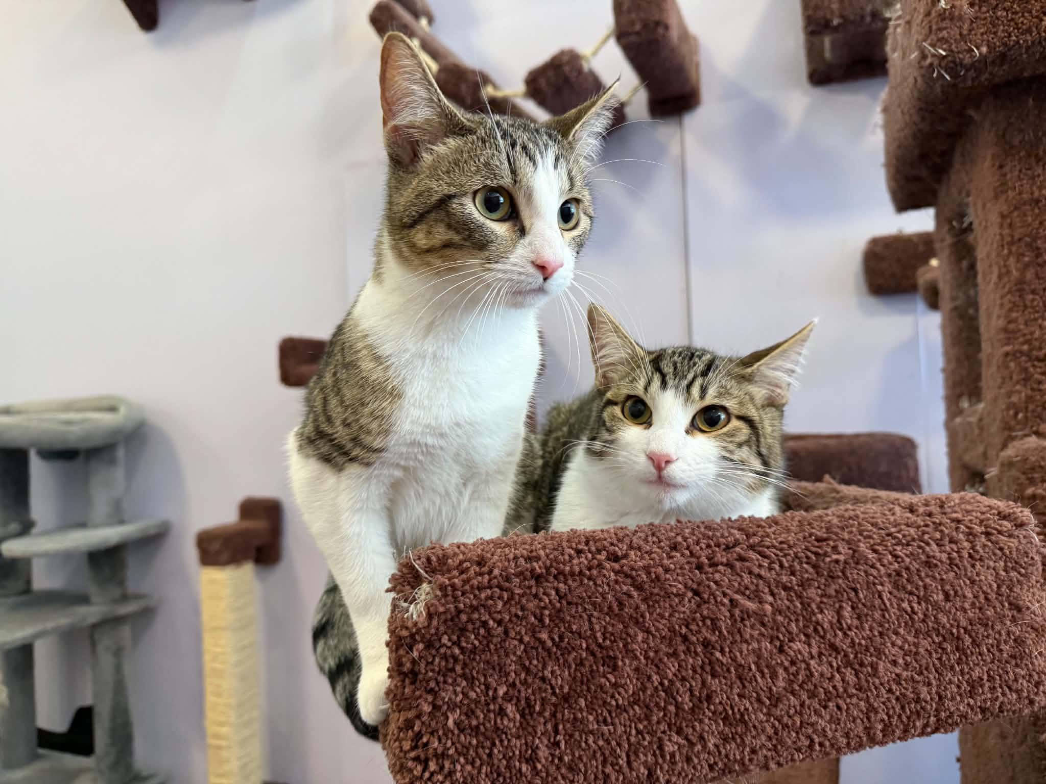 Pepsi&Dr Pepper (cafe), an adoptable Tiger in West Lafayette, IN image 3/6