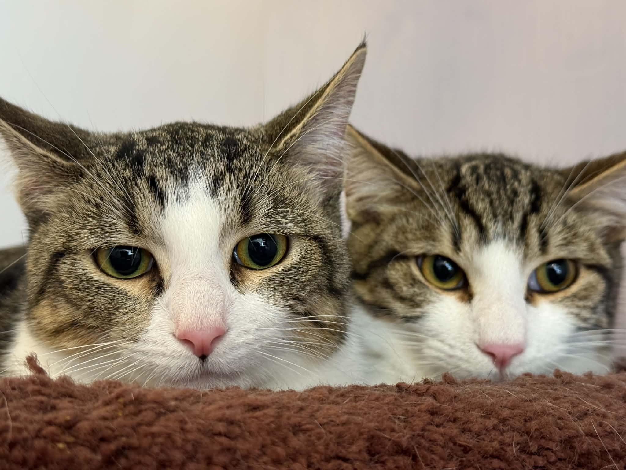 Pepsi&Dr Pepper (cafe), an adoptable Tiger in West Lafayette, IN image 6/6