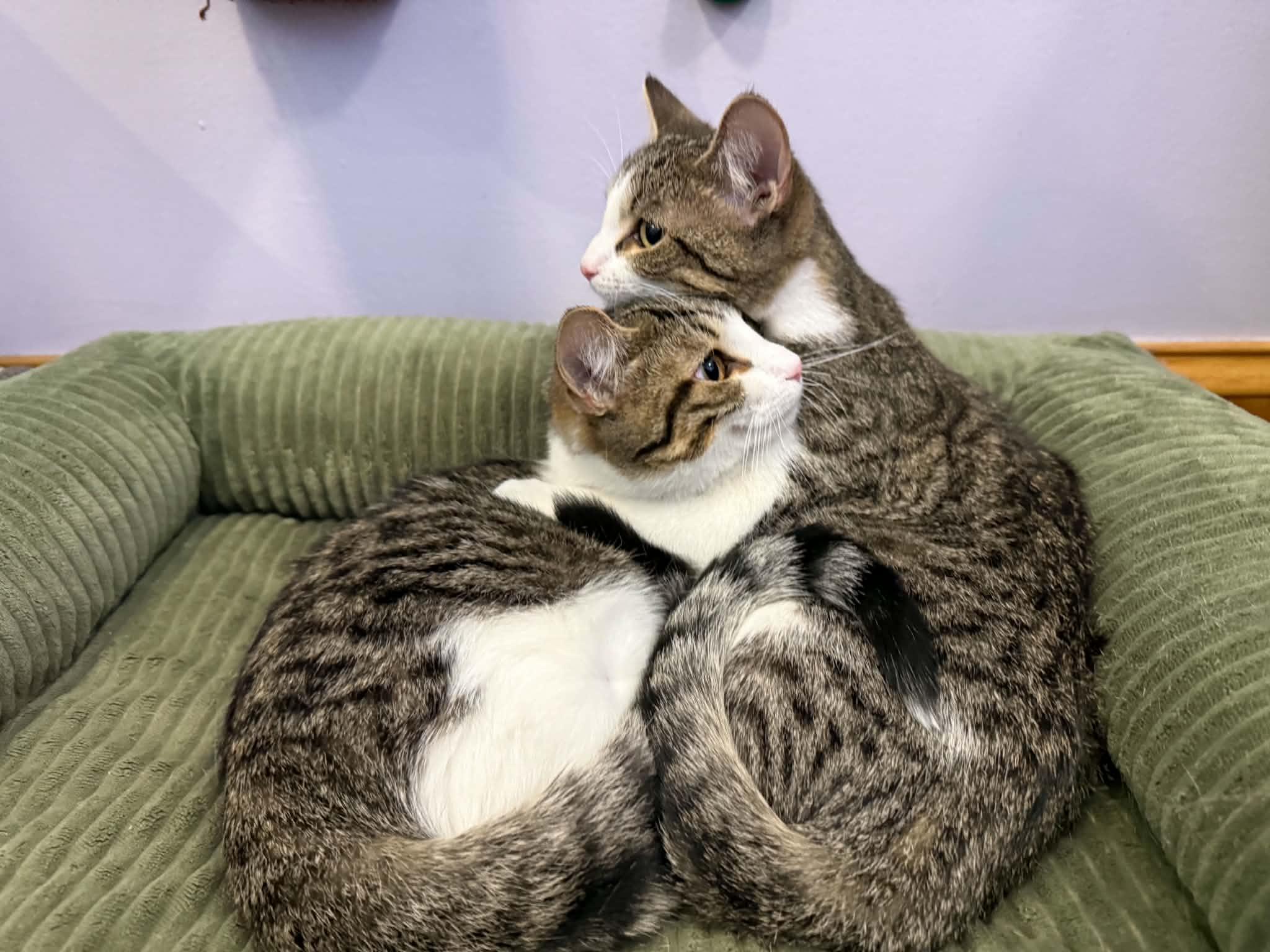 Pepsi&Dr Pepper (cafe), an adoptable Tiger in West Lafayette, IN image 4/6
