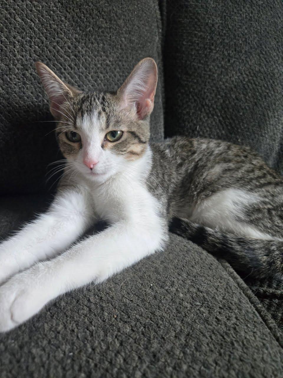 Enlarge Pepsi, a Adoptable Tiger in West Lafayette, IN image 1/1