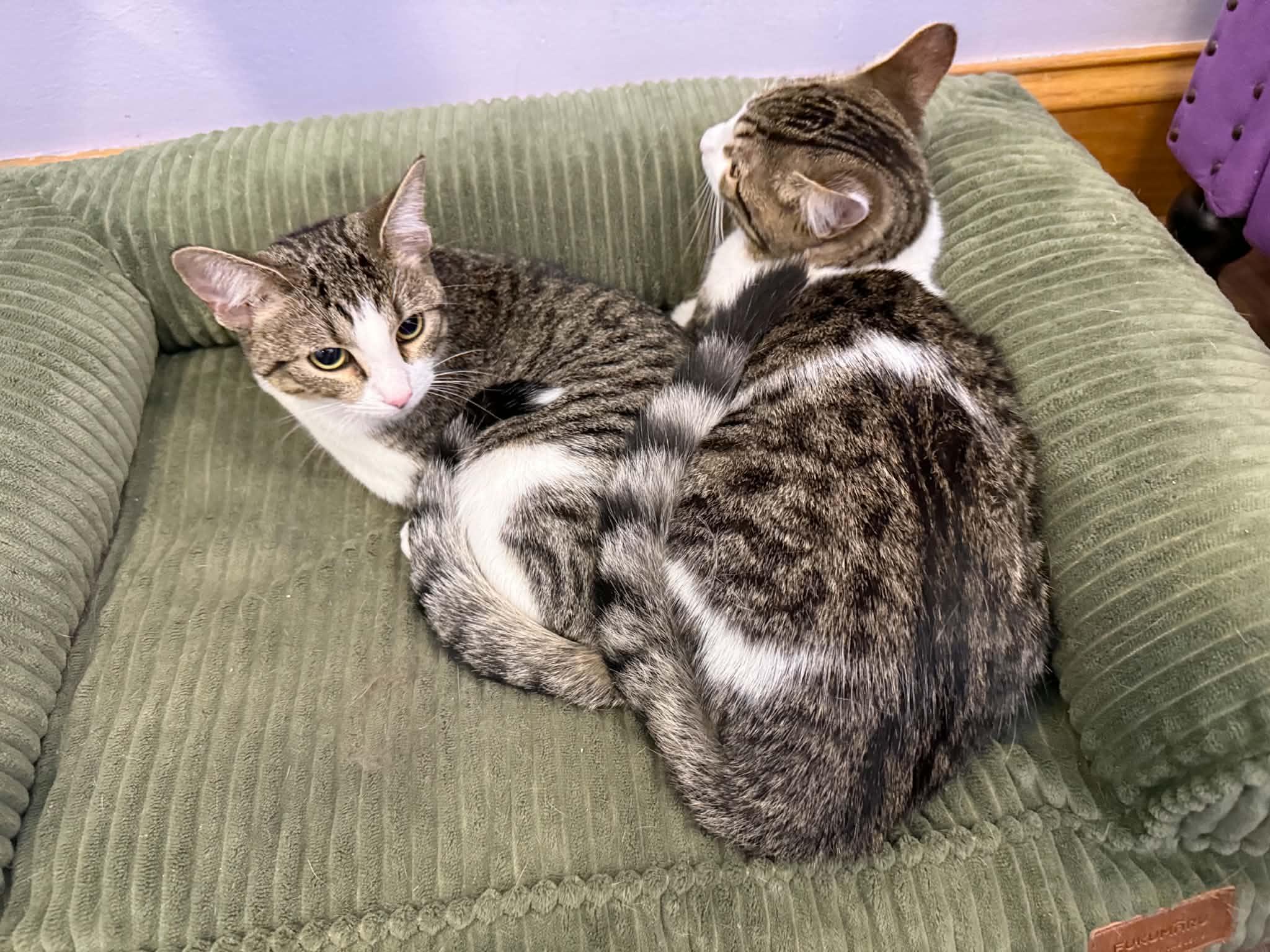 Pepsi&Dr Pepper (cafe), an adoptable Tiger in West Lafayette, IN image 2/6