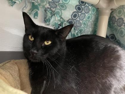 Baby, Adoptable, Adult Male Domestic Short Hair & Domestic Short Hair.