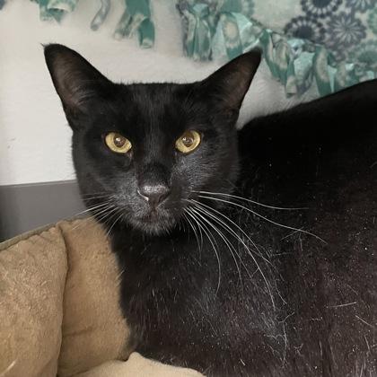 Baby, a Adoptable mixed breed in Madison, WI image 2/3