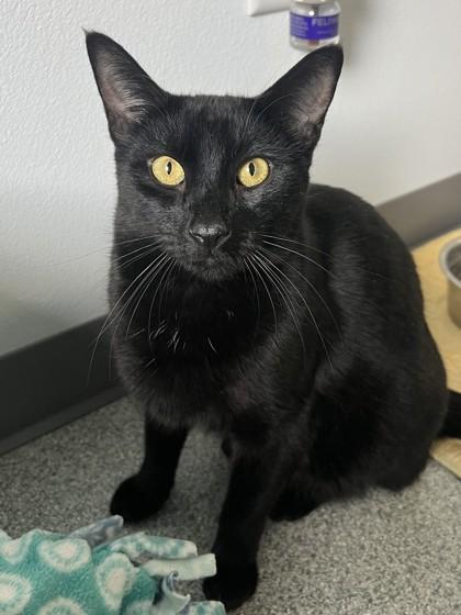 Baby, a Adoptable mixed breed in Madison, WI image 3/3