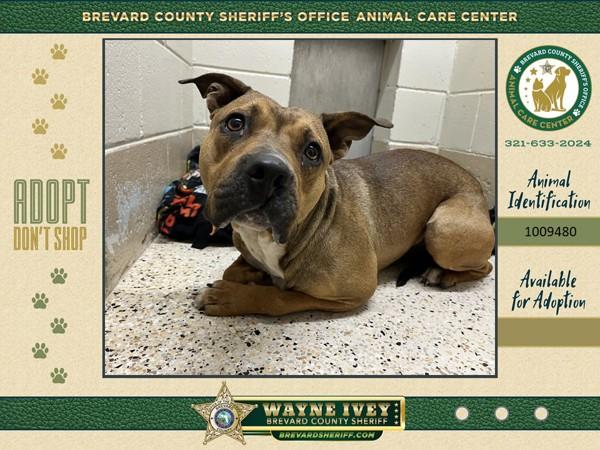 Pretzel, Adoptable, Adult Male Mixed Breed.