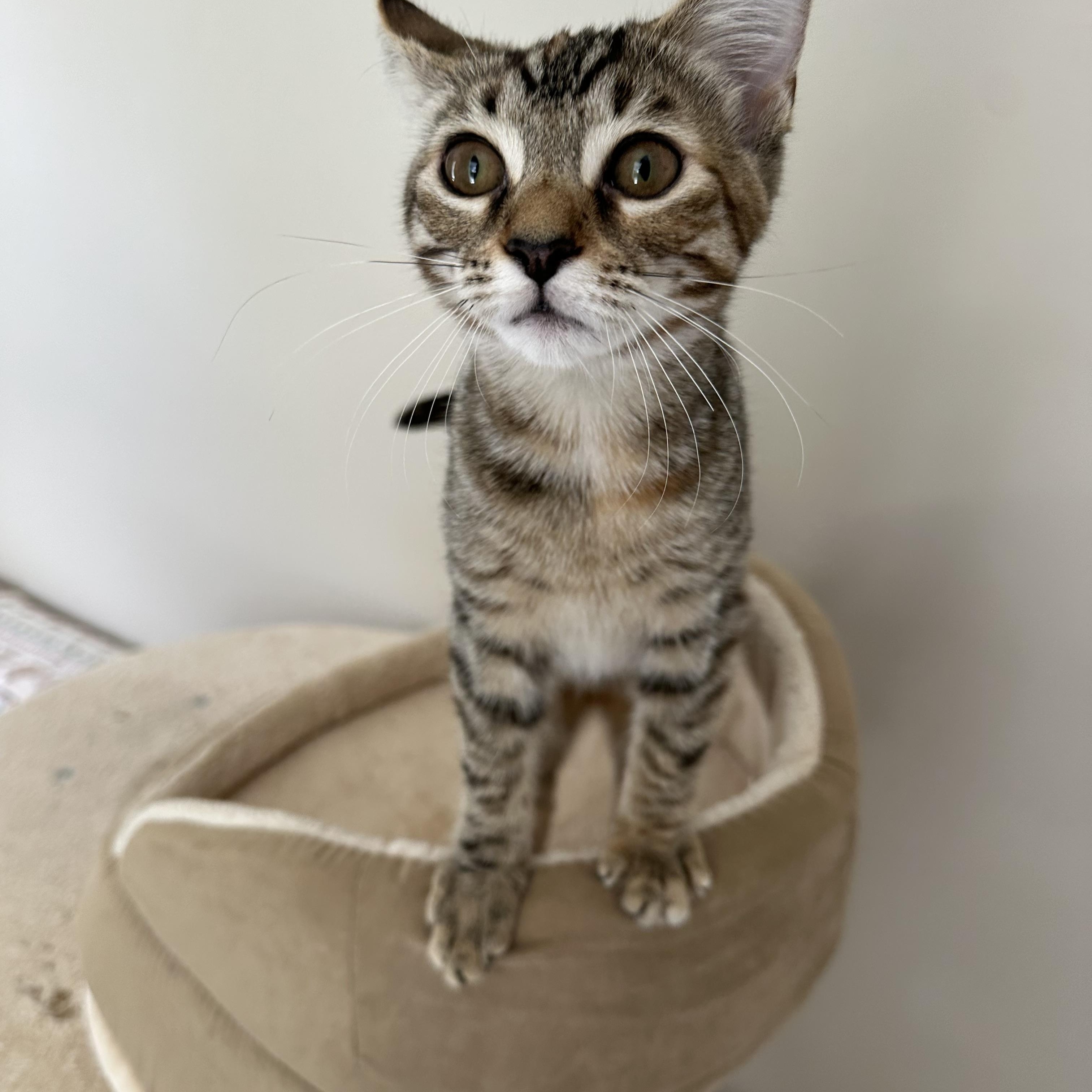 Enlarge Figgy, a Adoptable Torbie in Frederick, MD image 1/4