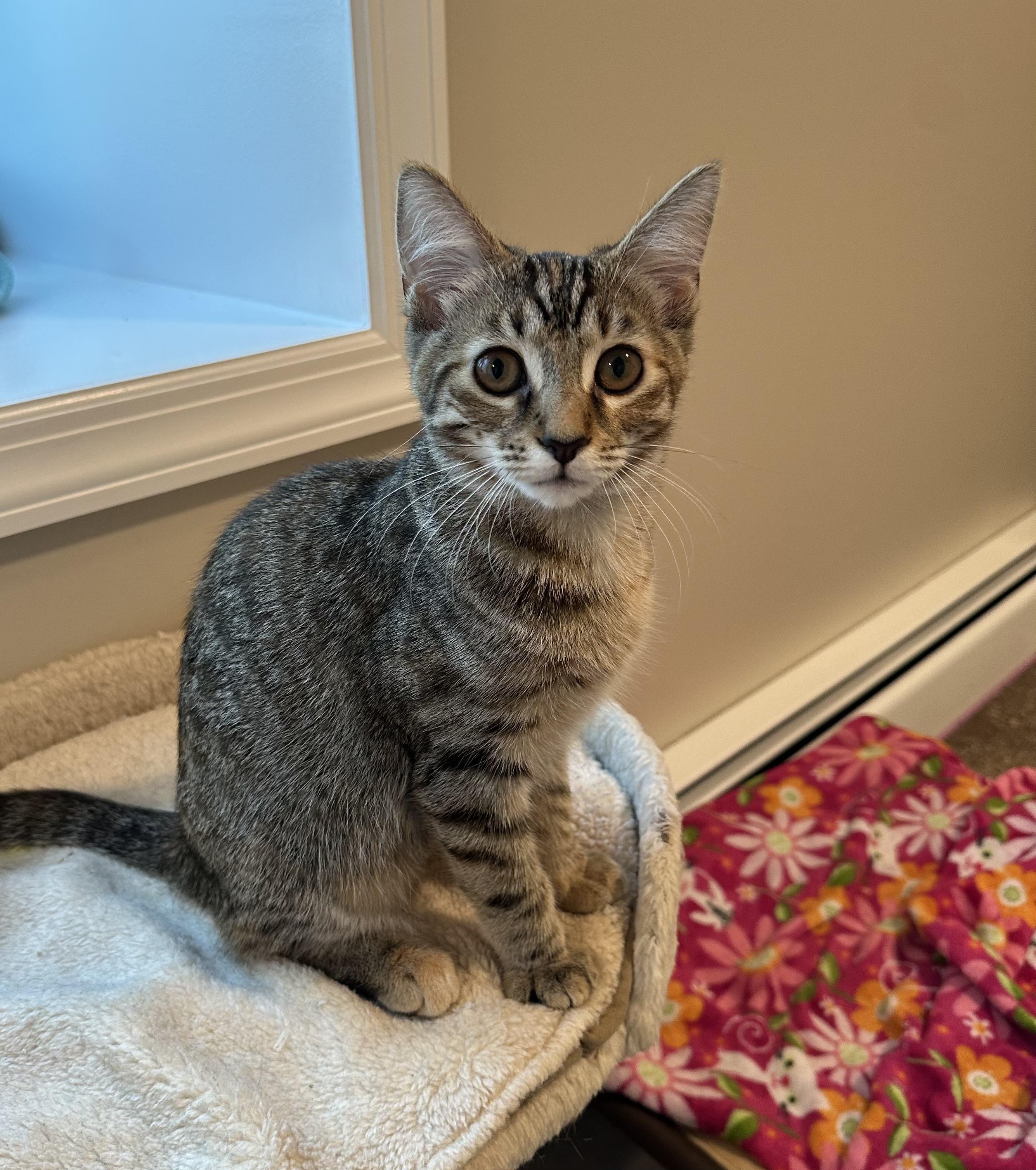 Enlarge Figgy, a Adoptable Torbie in Frederick, MD image 2/4