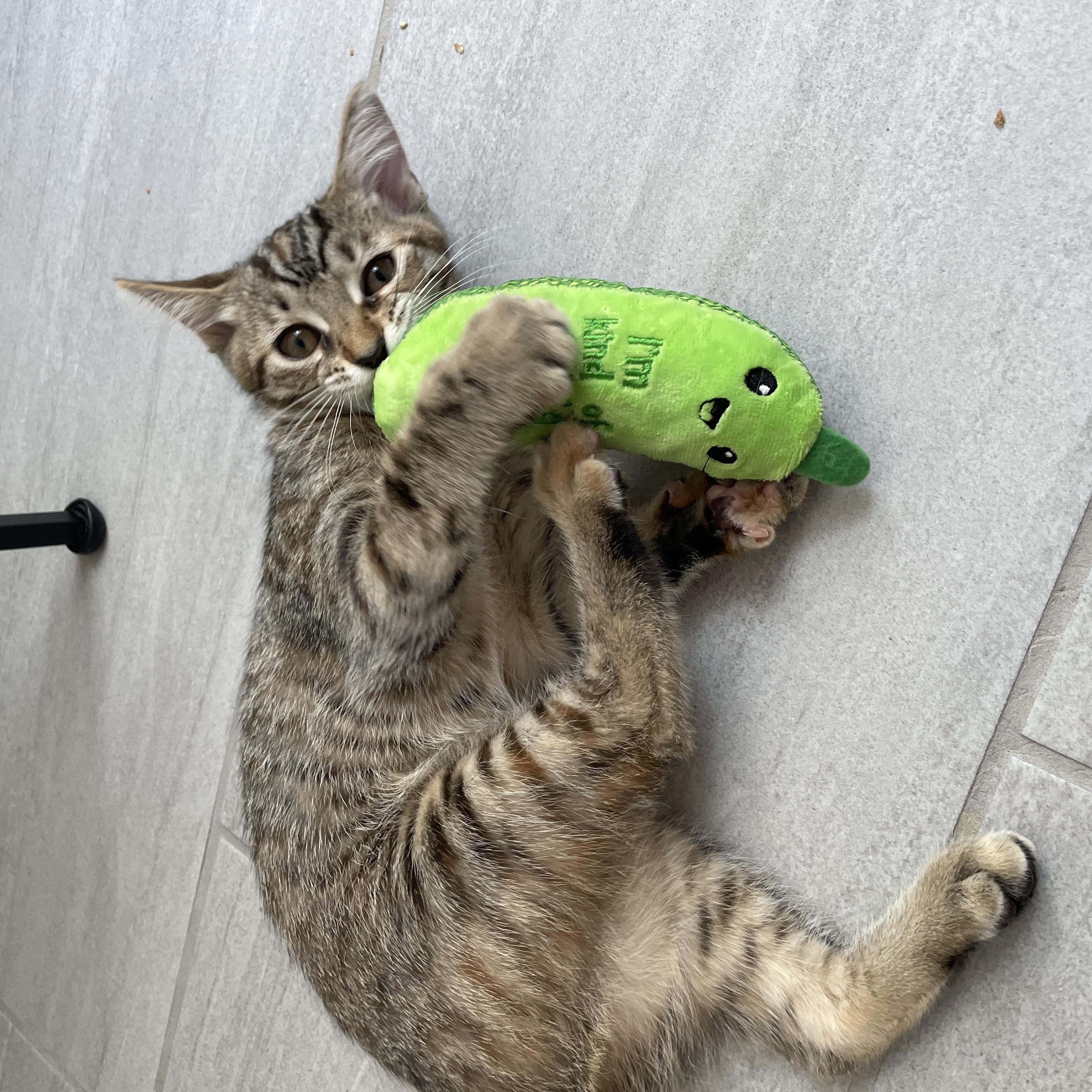 Enlarge Figgy, a Adoptable Torbie in Frederick, MD image 4/4