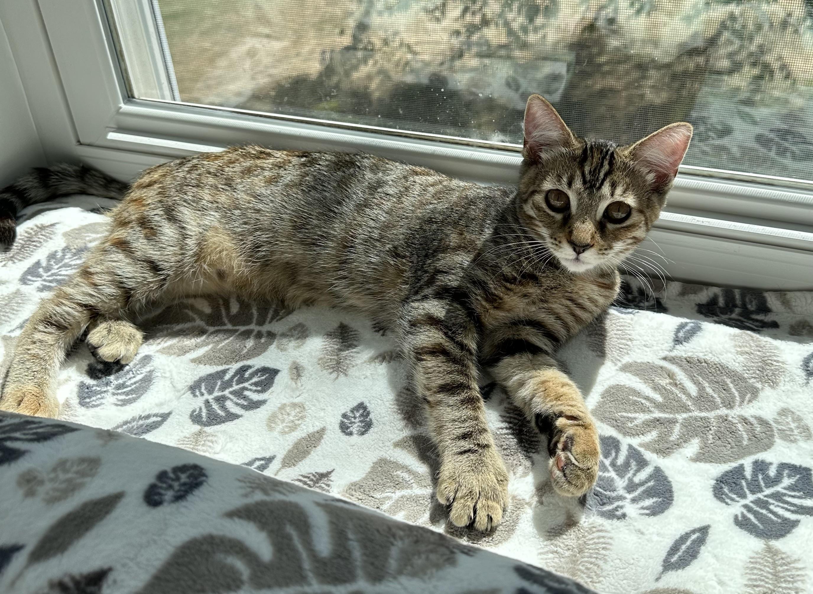 Enlarge Figgy, a Adoptable Torbie in Frederick, MD image 3/4