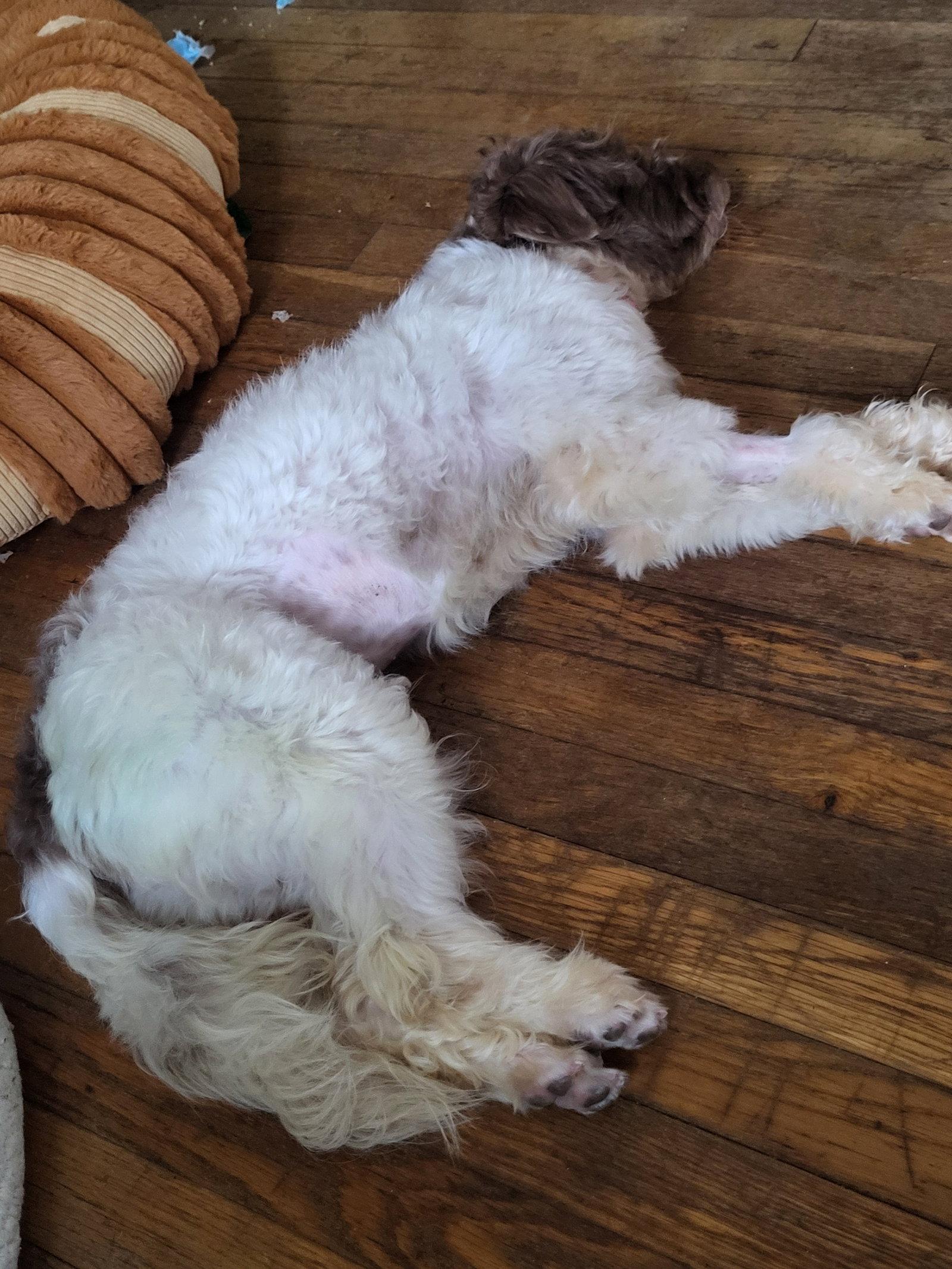 Cannoli, Adoptable, Young Female Schnauzer.