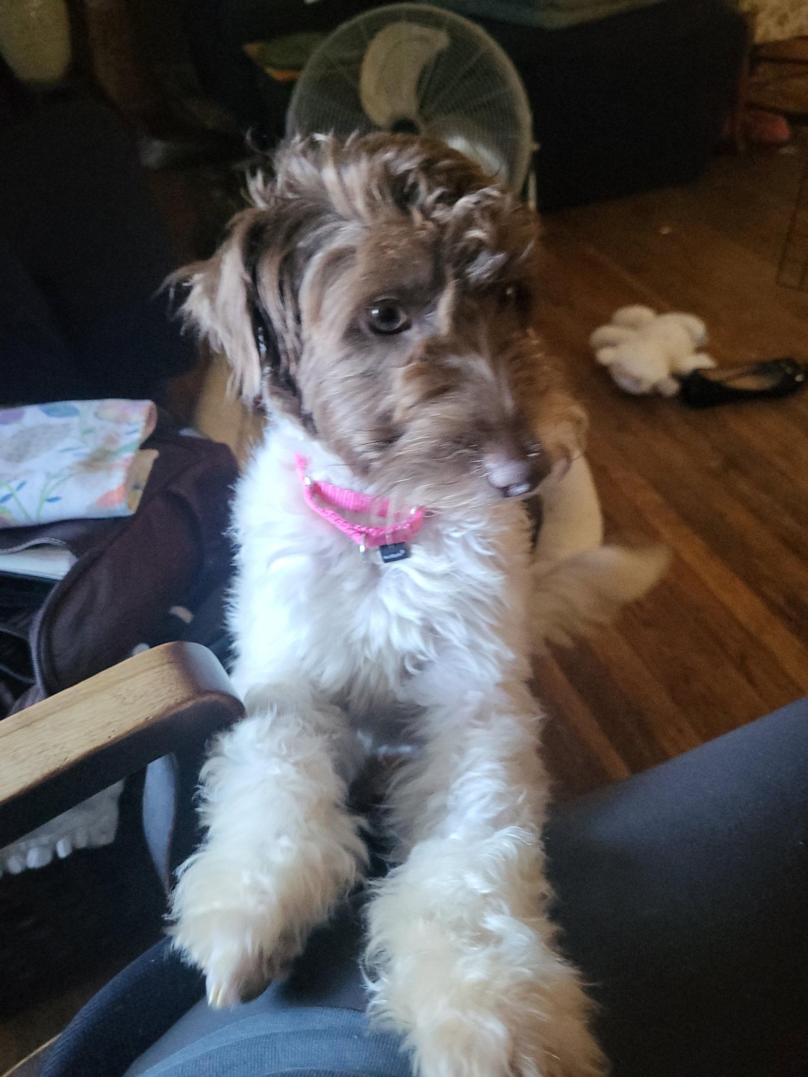 Enlarge Cannoli, a Adoptable Schnauzer in Tenafly, NJ image 2/3