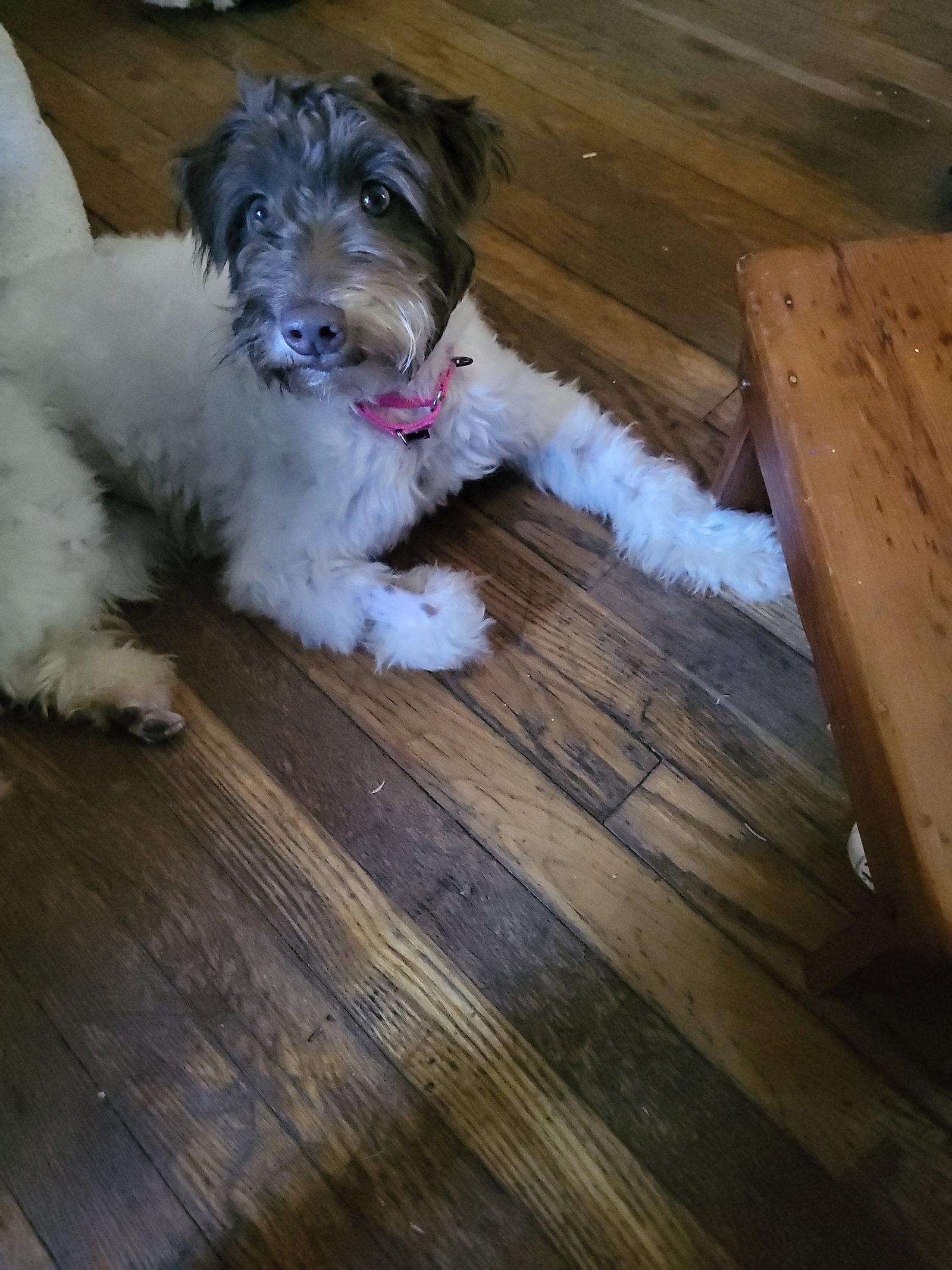 Enlarge Cannoli, a Adoptable Schnauzer in Tenafly, NJ image 3/3