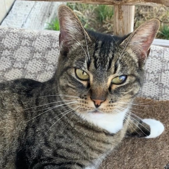 Sashi, Adult Female unknown