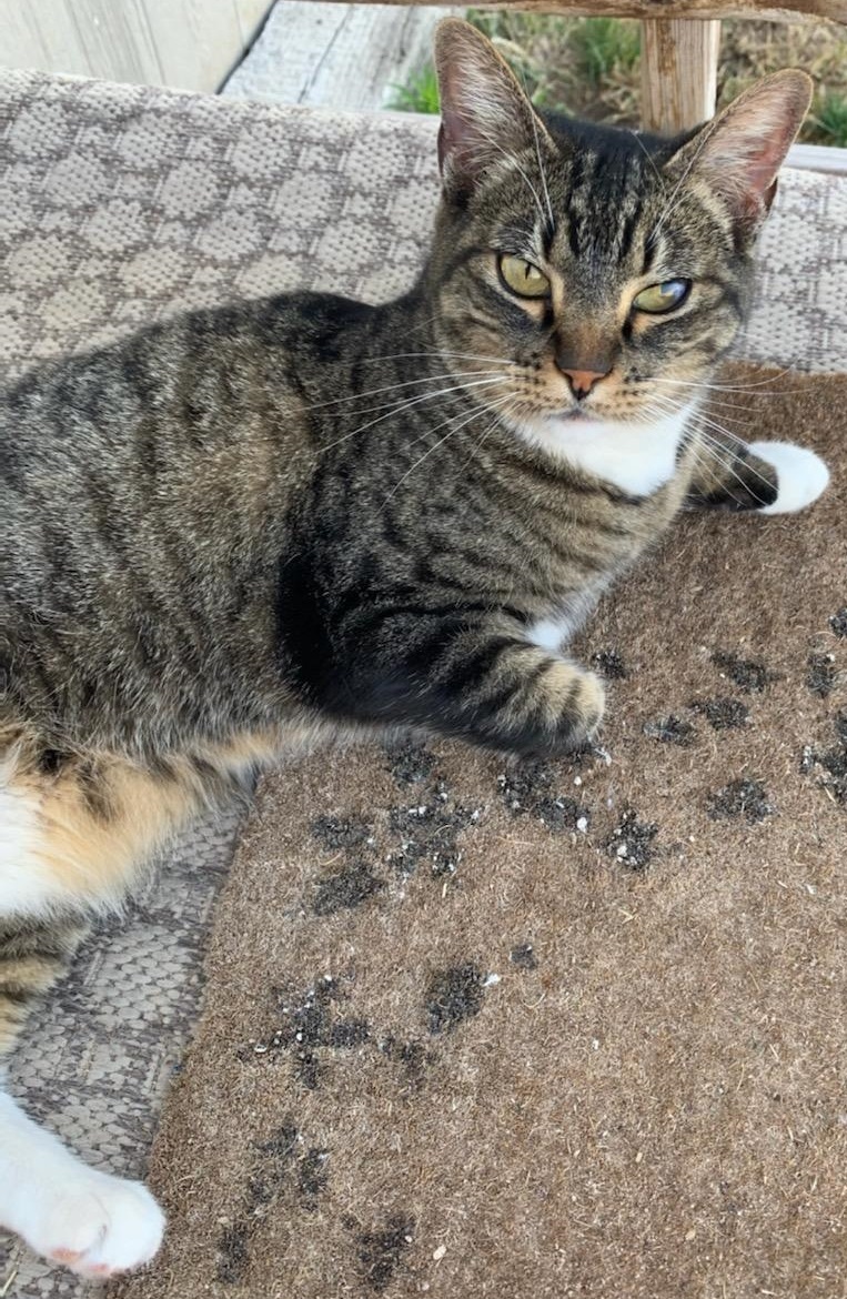 Sashi, a Adoptable mixed breed in Las Cruces, NM image 2/4