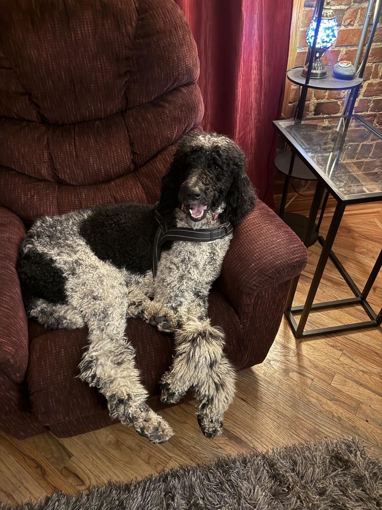 Enlarge Bruno, a Adoptable Poodle in Denver, CO image 2/5