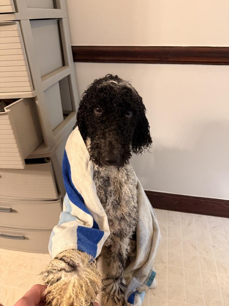 Enlarge Bruno, a Adoptable Poodle in Denver, CO image 3/5