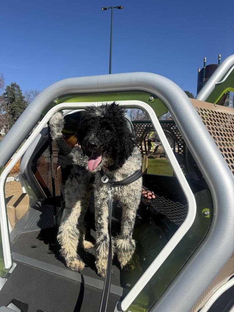 Enlarge Bruno, a Adoptable Poodle in Denver, CO image 4/5