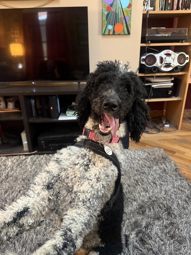 Enlarge Bruno, a Adoptable Poodle in Denver, CO image 5/5