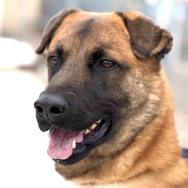 SAMMY, Adoptable, Young Male Belgian Shepherd / Malinois & Mixed Breed.
