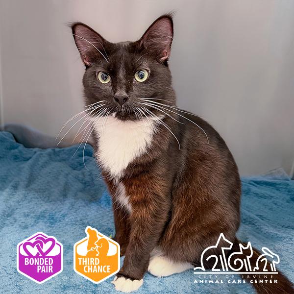 SAM, Adoptable, Young Male Domestic Short Hair.