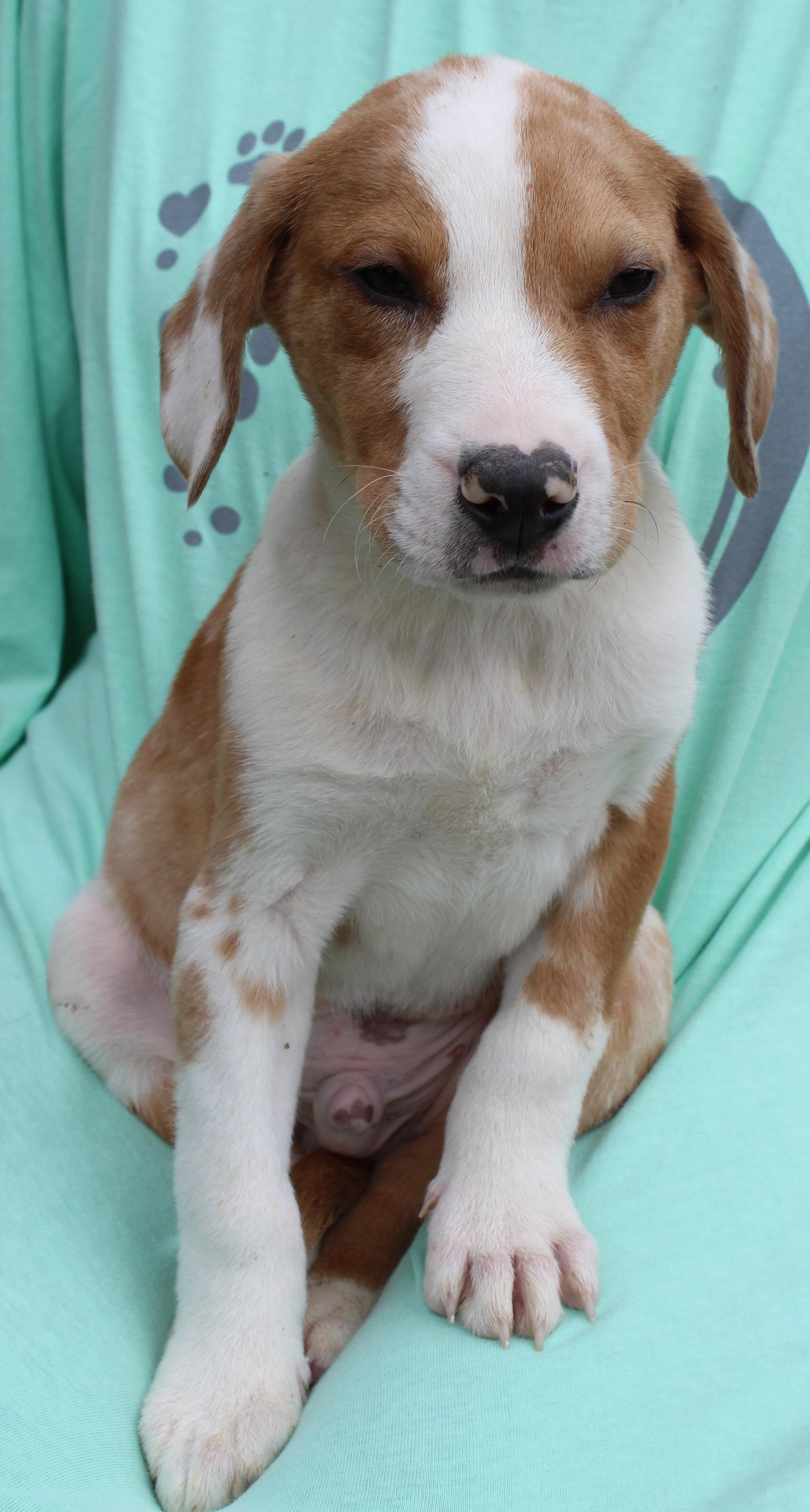 Enlarge Emmett 43314, a Adoptable mixed breed in Prattville, AL image 1/2