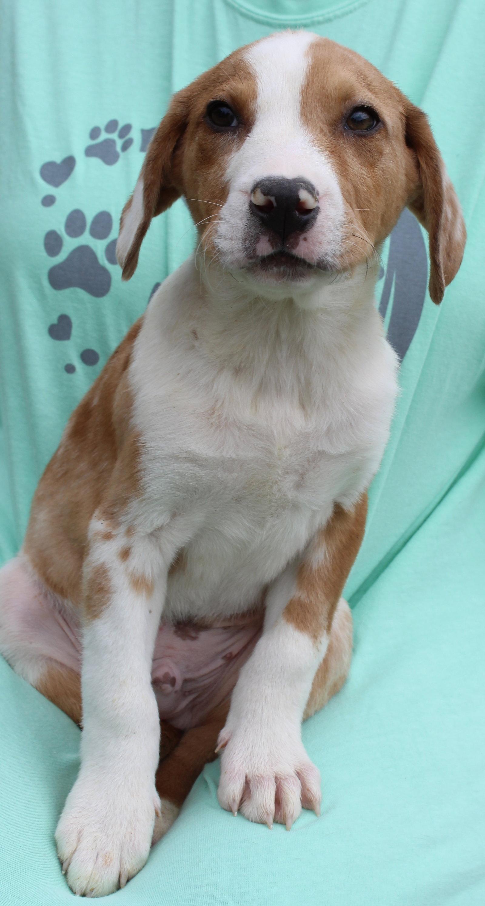 Enlarge Emmett 43314, a Adoptable mixed breed in Prattville, AL image 2/2