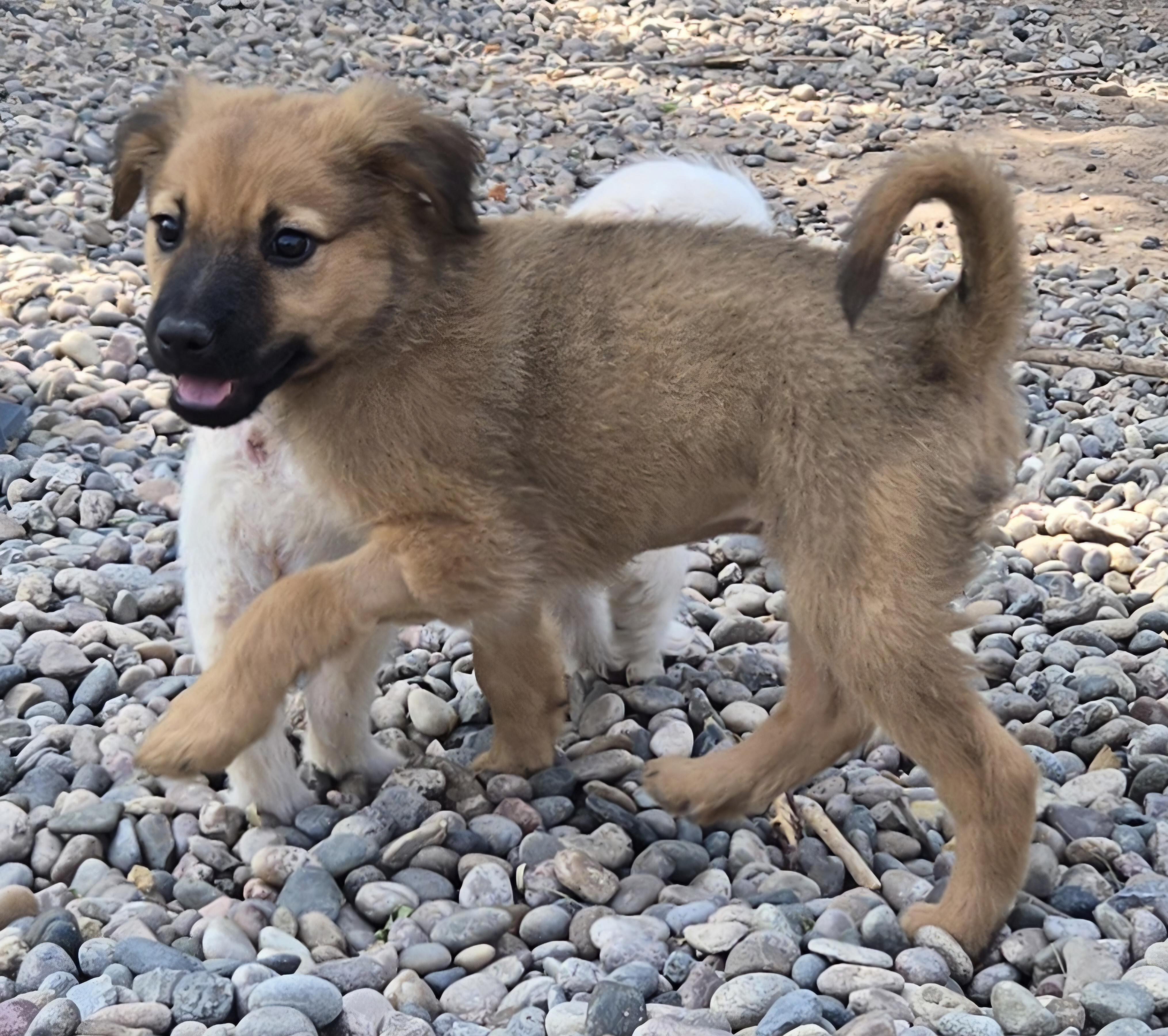 RILEY, an adopted mixed breed in Peralta, NM image 5/6