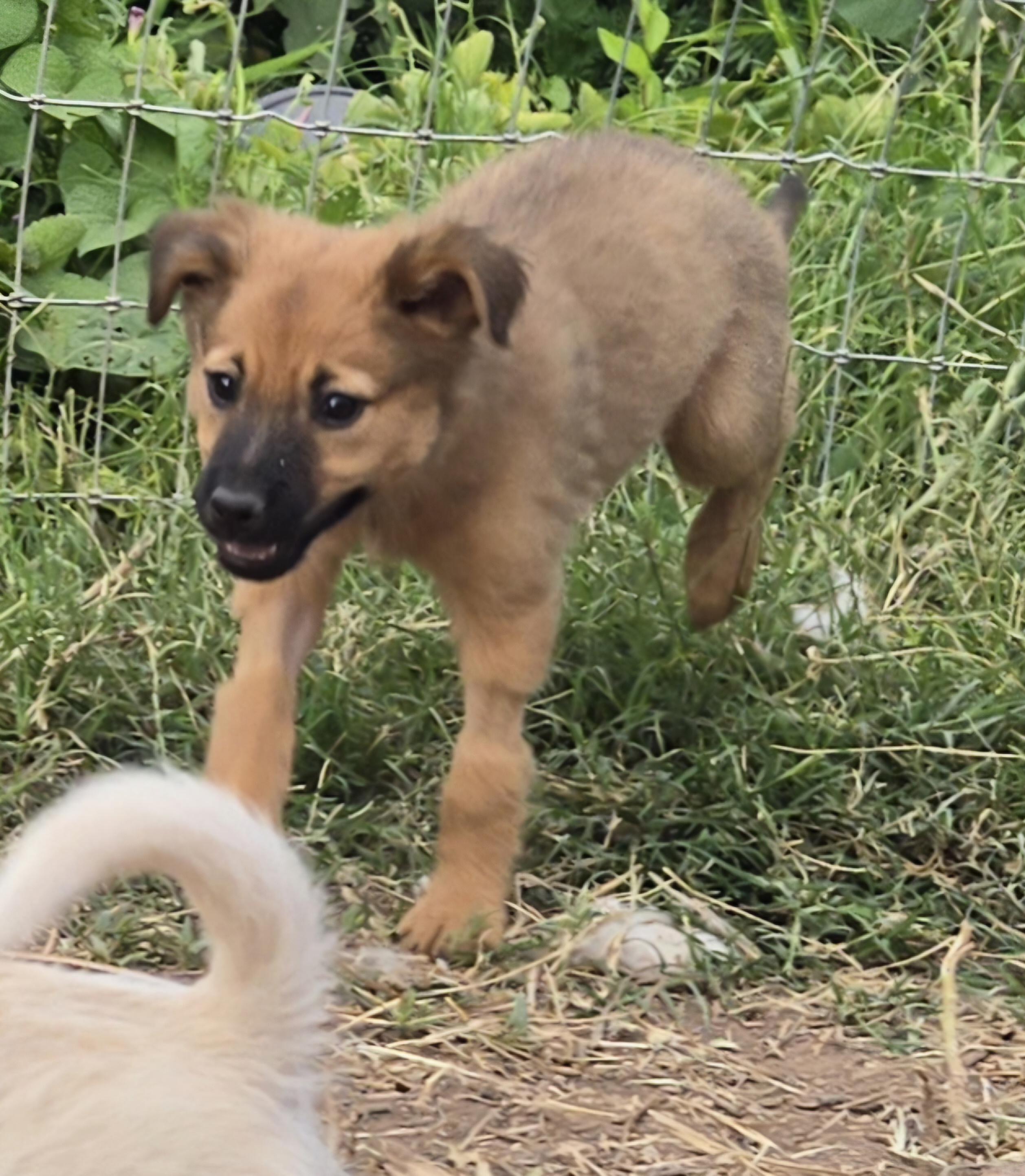 RILEY, an adopted mixed breed in Peralta, NM image 4/6