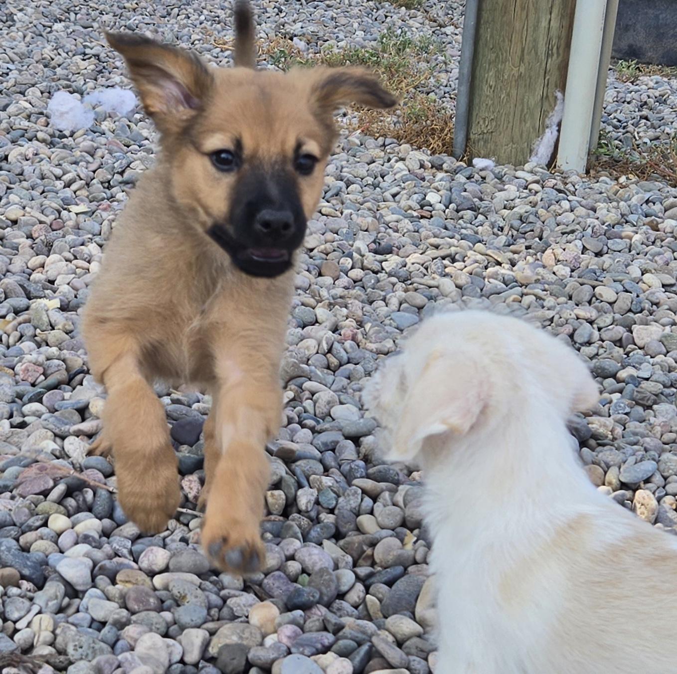 RILEY, an adopted mixed breed in Peralta, NM image 2/6
