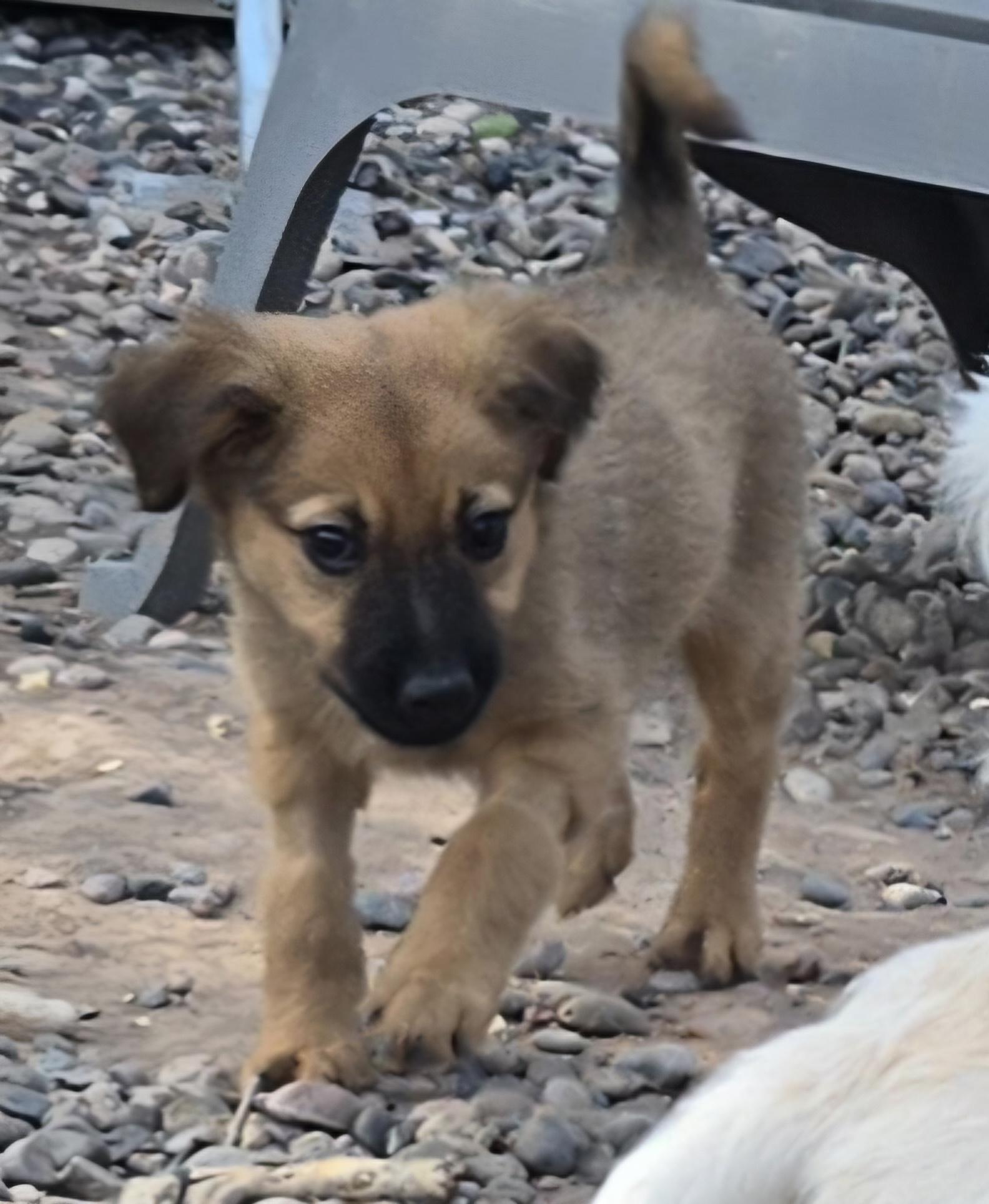 RILEY, an adopted mixed breed in Peralta, NM image 3/6