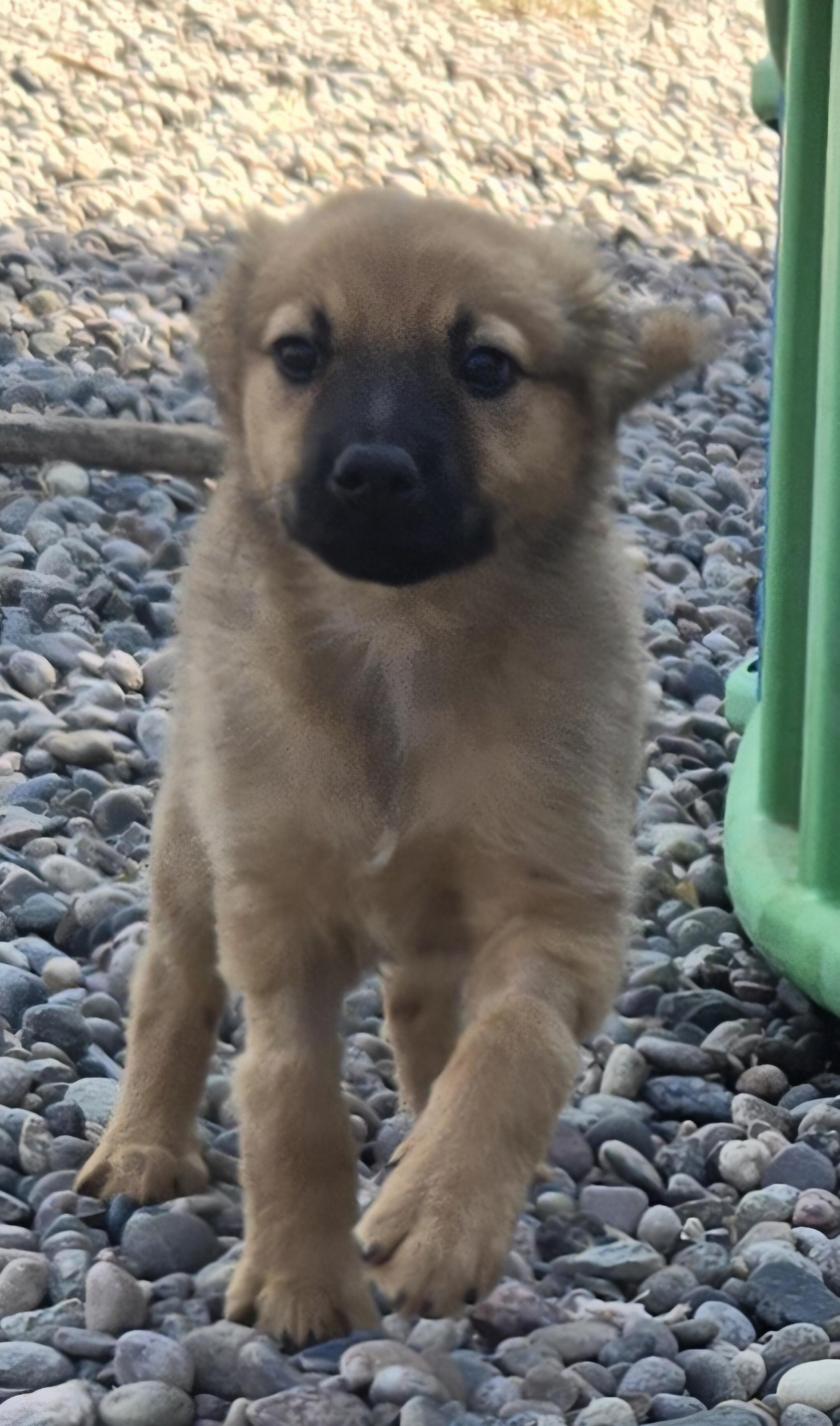 RILEY, adopted, Puppy Female Shetland Sheepdog / Sheltie & Spaniel.