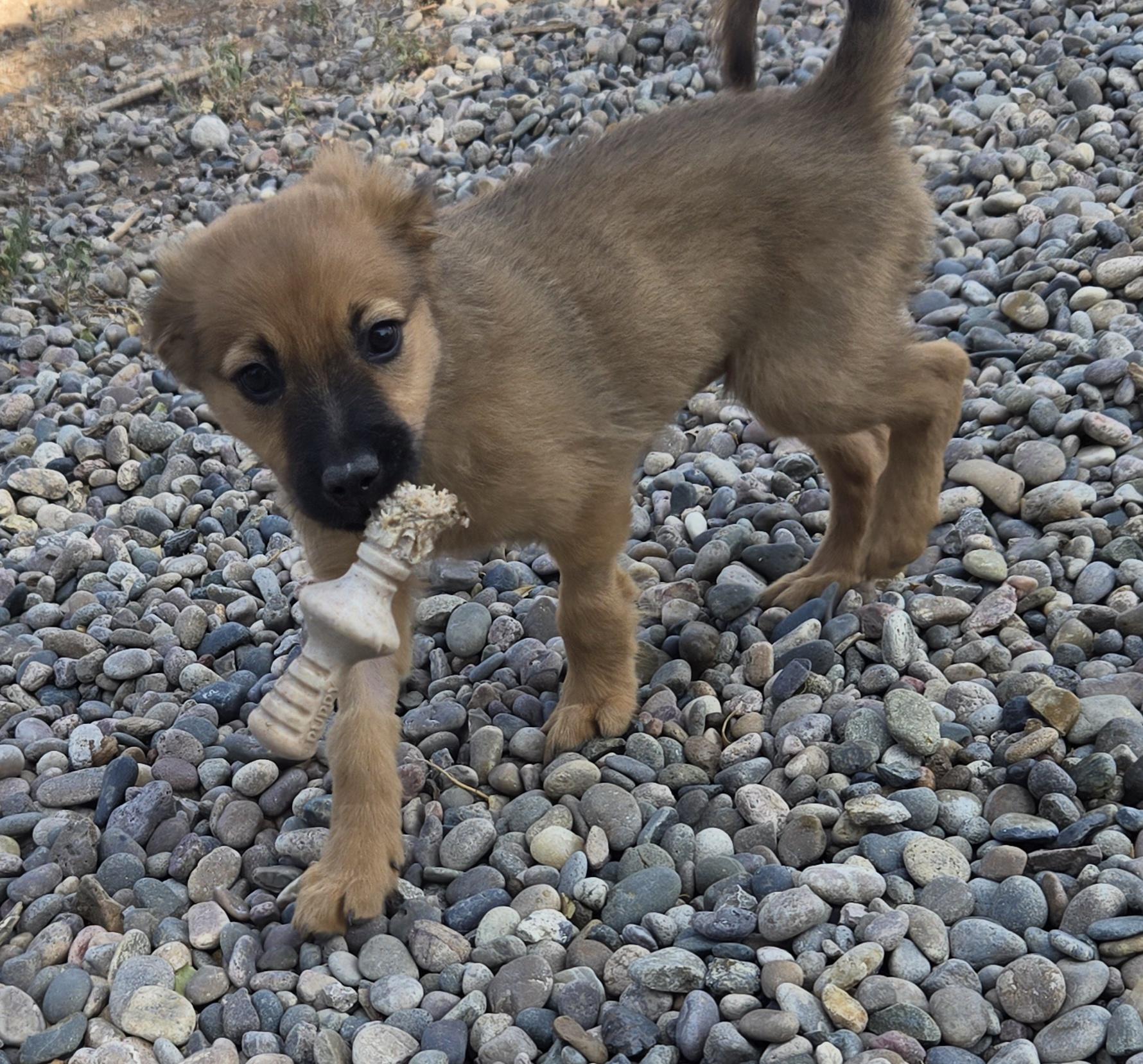 RILEY, an adopted mixed breed in Peralta, NM image 6/6