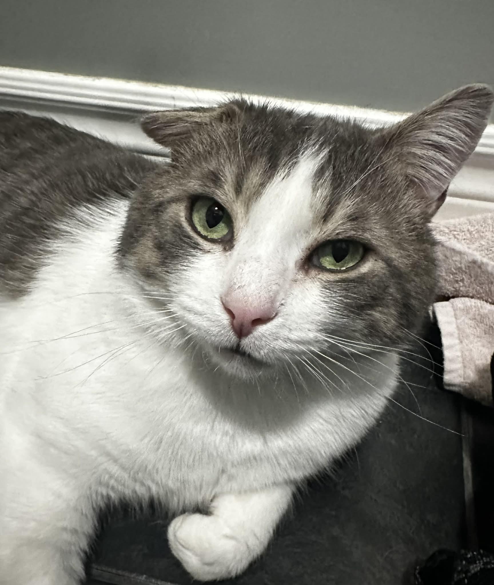 Enlarge Gus, a ADOPTABLE Tabby in Ashton, ON image 1/5