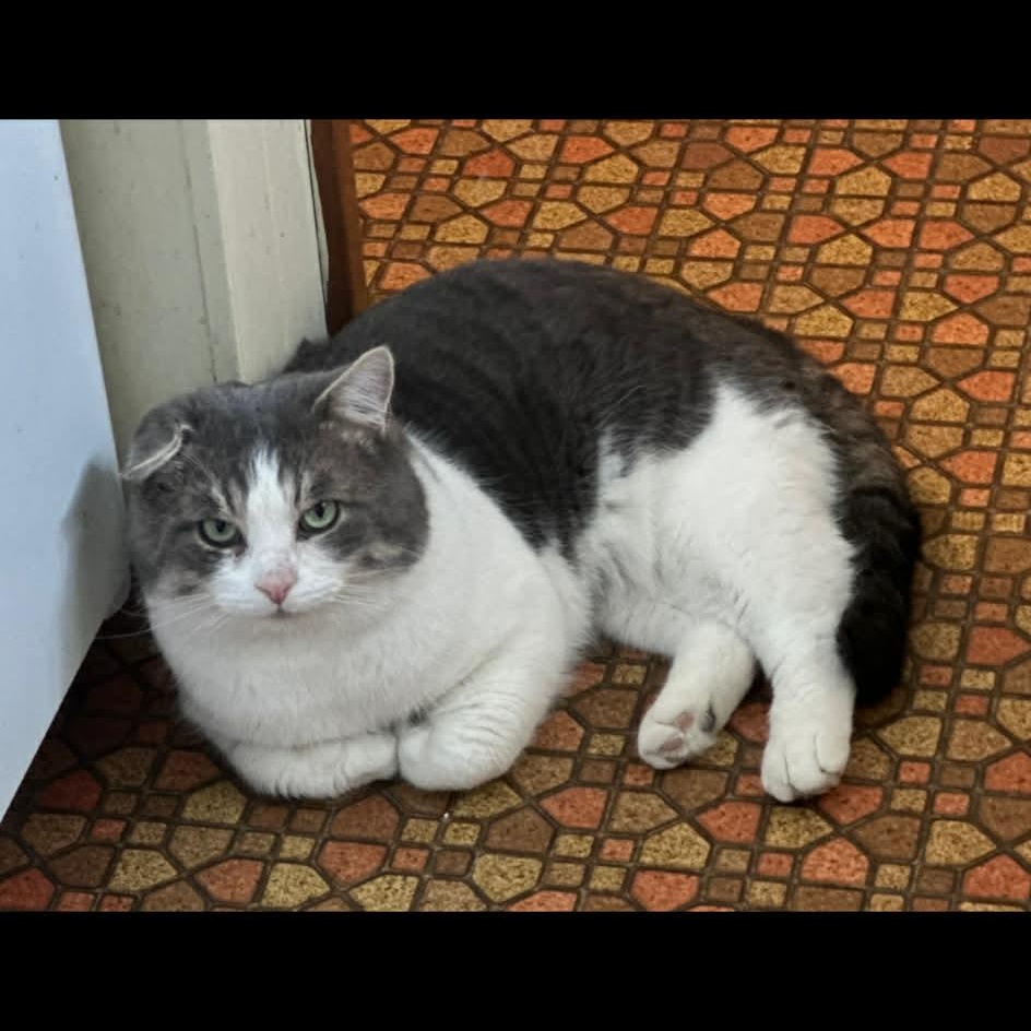 Enlarge Gus, a ADOPTABLE Tabby in Ashton, ON image 4/5