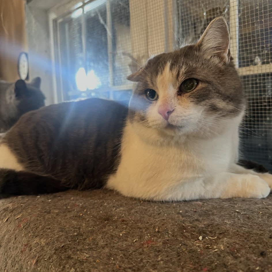 Enlarge Gus, a ADOPTABLE Tabby in Ashton, ON image 3/5