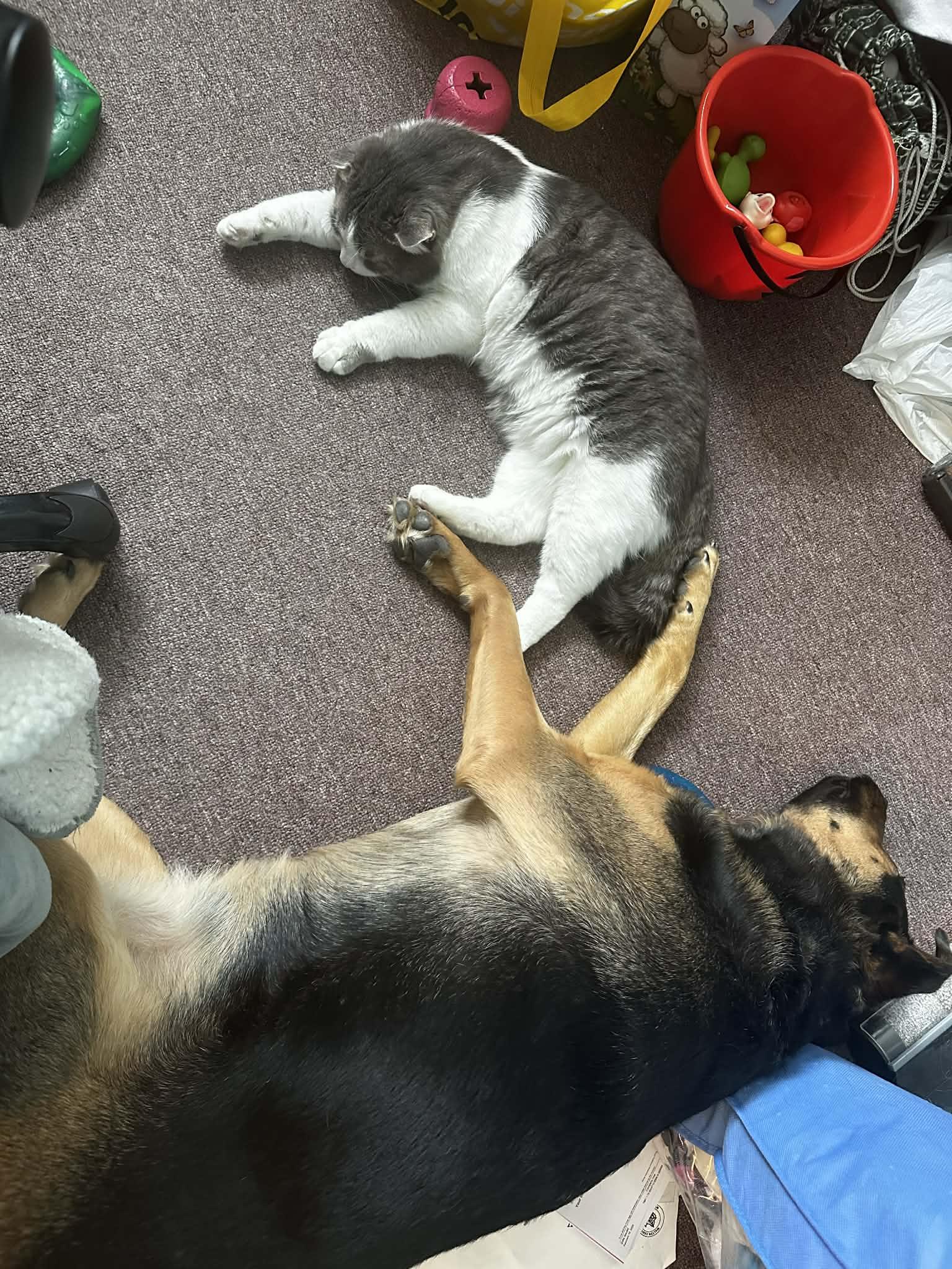 Enlarge Gus, a ADOPTABLE Tabby in Ashton, ON image 5/5