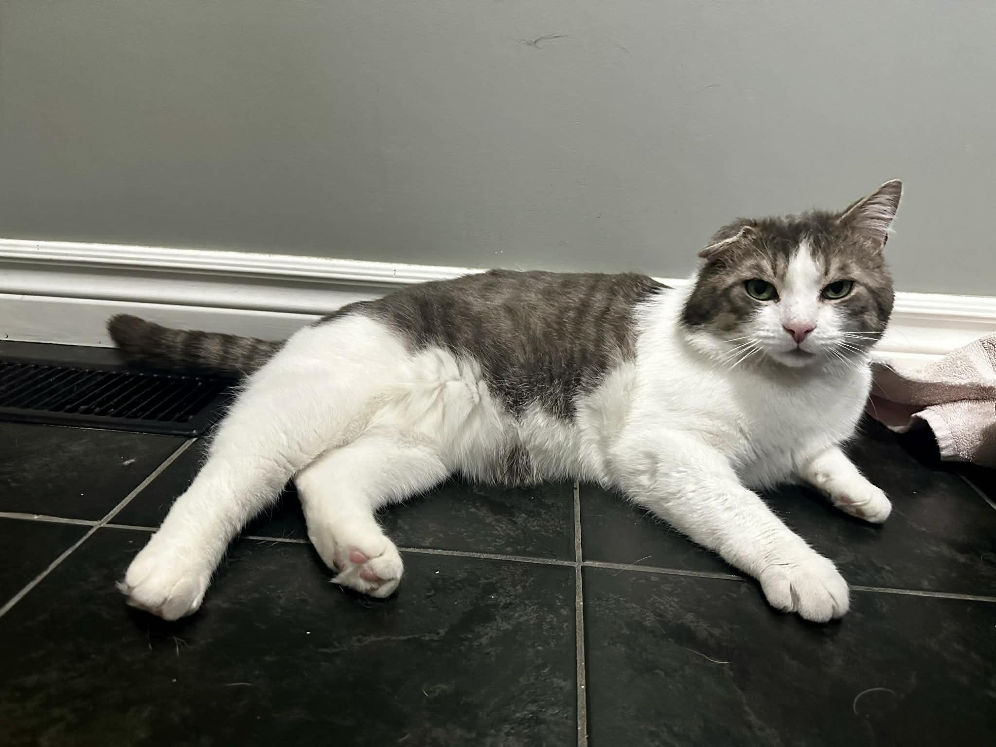 Enlarge Gus, a ADOPTABLE Tabby in Ashton, ON image 2/5