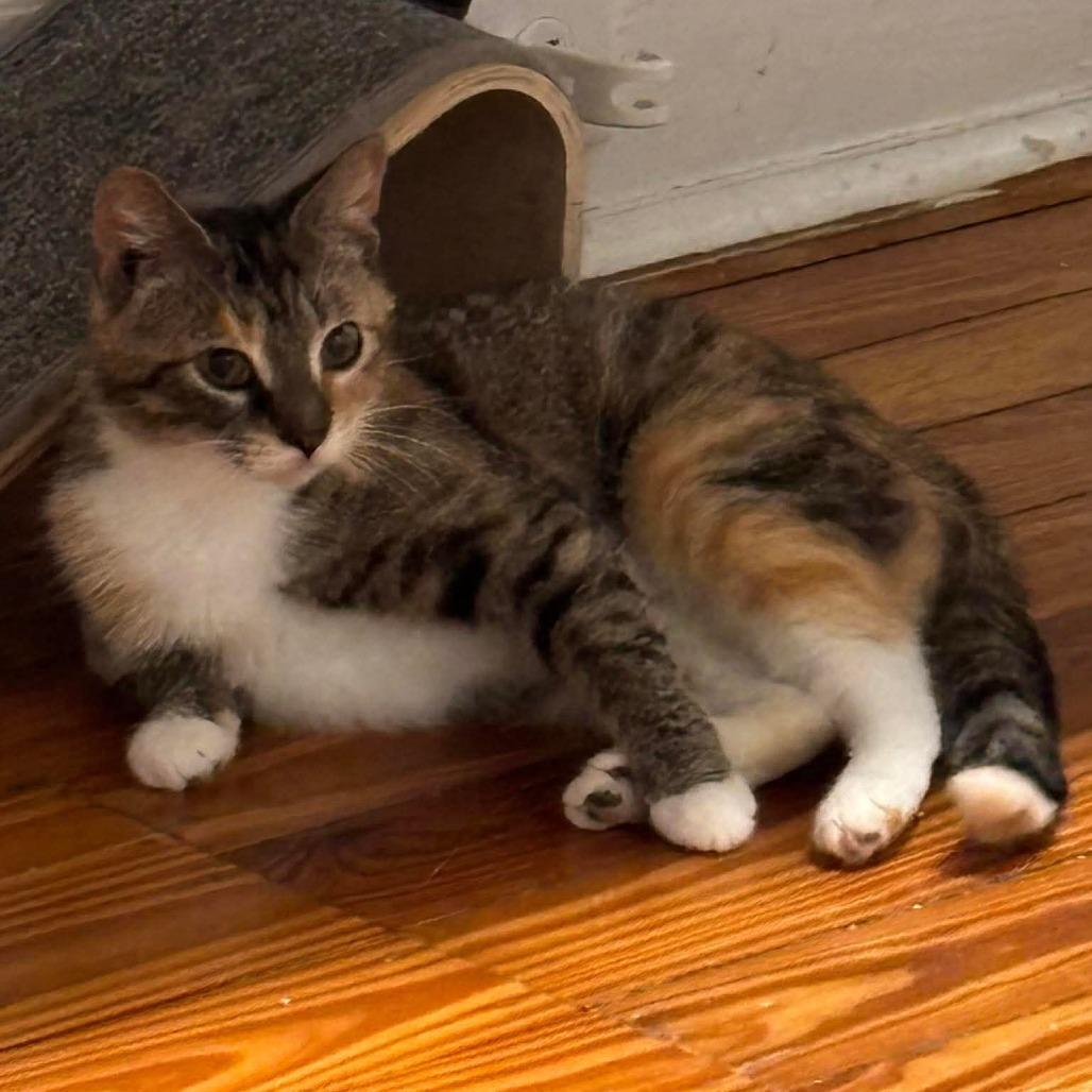 Mel 2, Adoptable, Senior Female Domestic Short Hair.