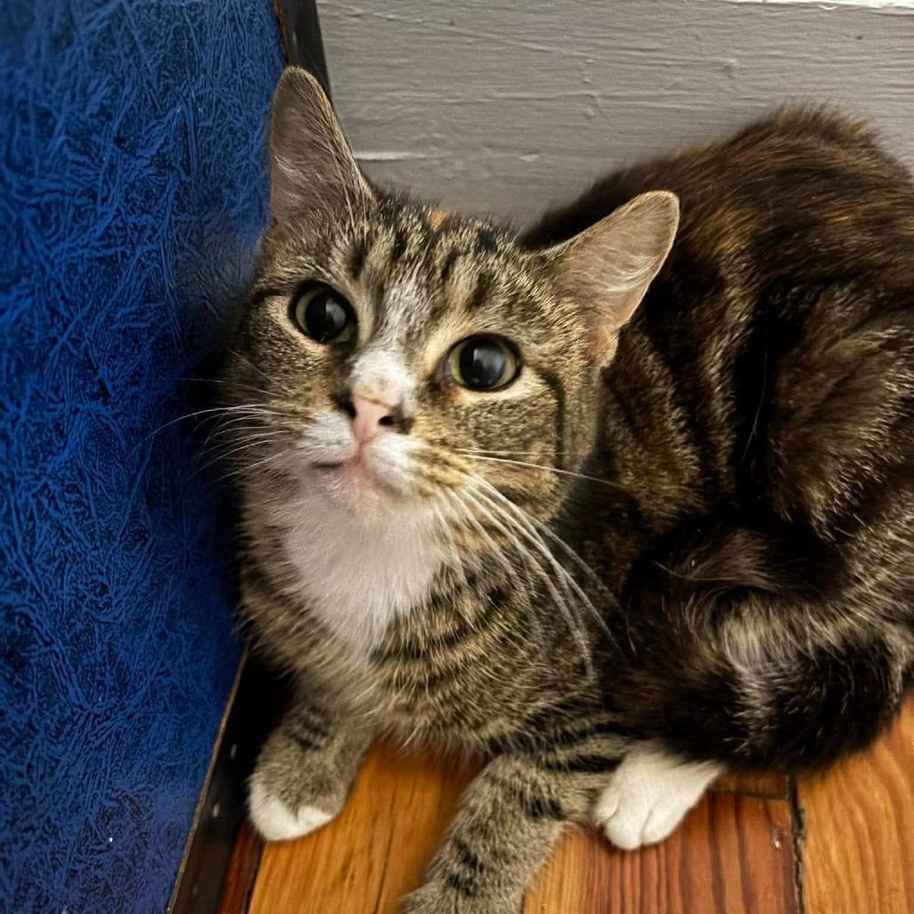 Mel 2, Adoptable, Adult Female Domestic Short Hair.