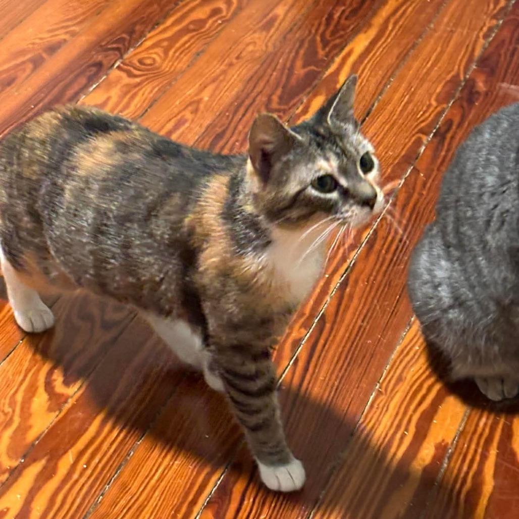 Enlarge Mel 2, a Adoptable Domestic Short Hair in Winchester, VA image 2/6