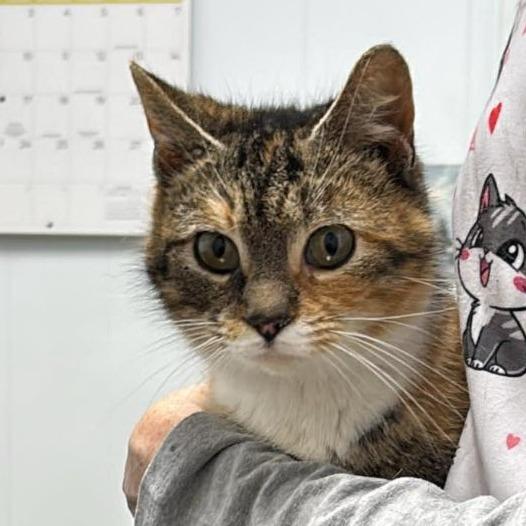 Mel 2, a Adoptable Domestic Short Hair in Winchester, VA image 2/6