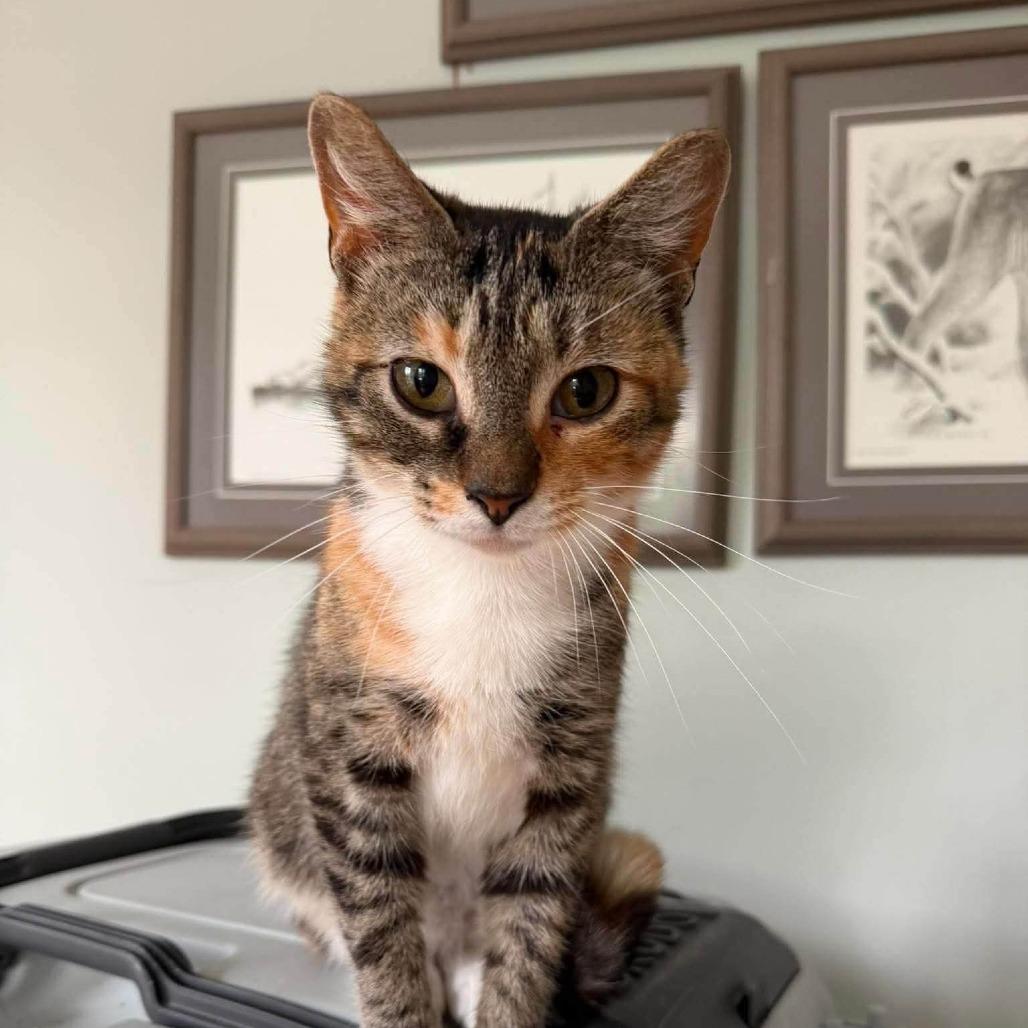 Enlarge Mel 2, a Adoptable Domestic Short Hair in Winchester, VA image 4/6