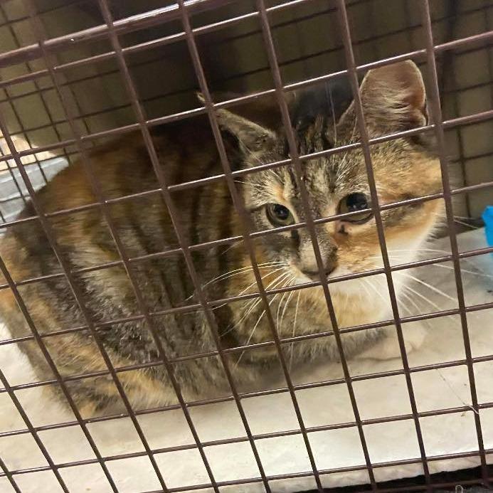 Mel 2, a Adoptable Domestic Short Hair in Winchester, VA image 3/6