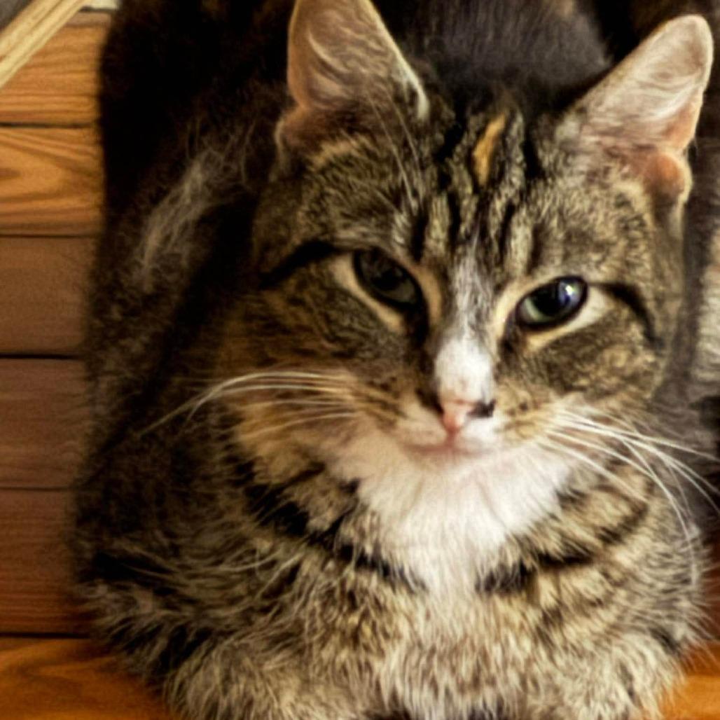 Mel 2, a Adoptable Domestic Short Hair in Winchester, VA image 4/6