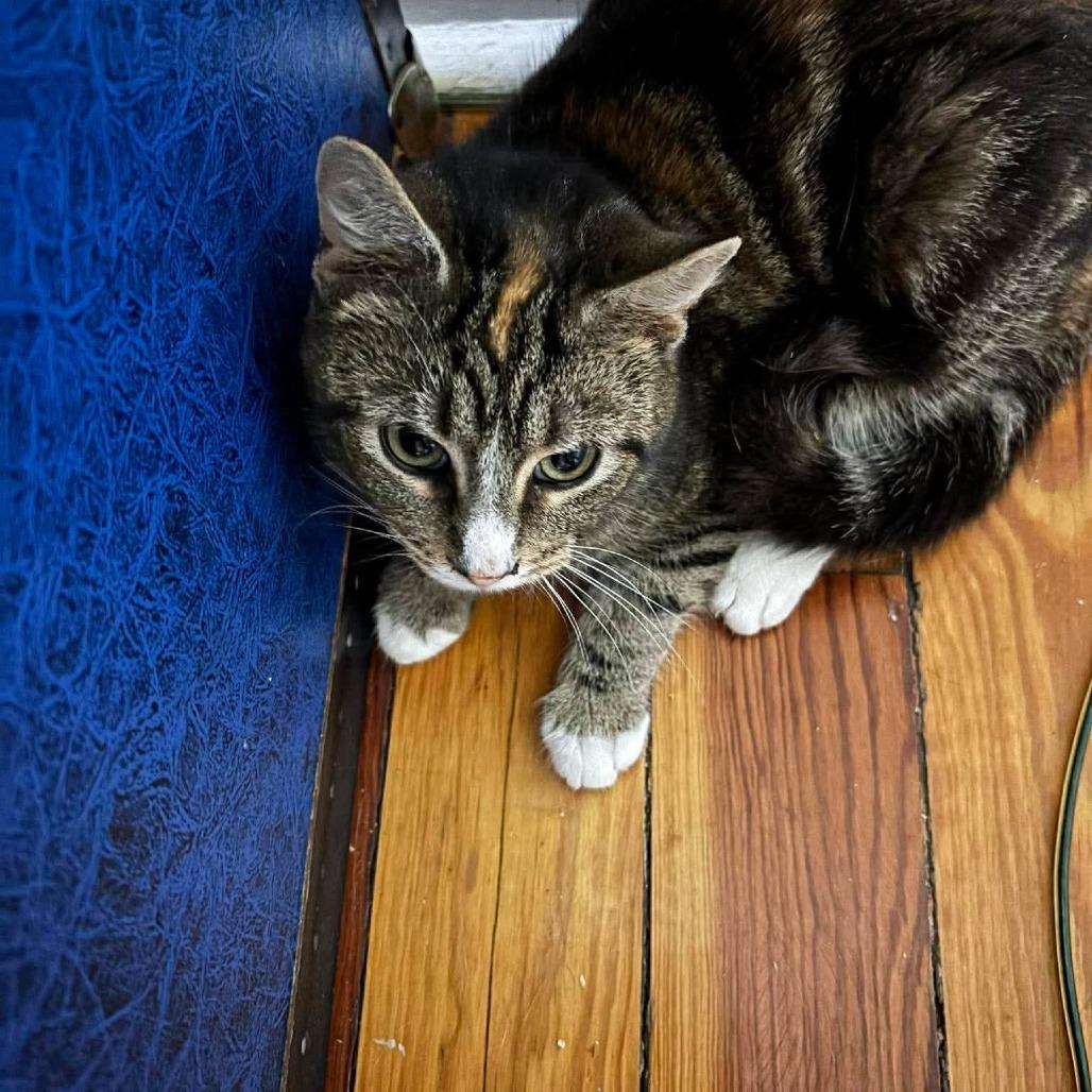 Mel 2, a Adoptable Domestic Short Hair in Winchester, VA image 5/6