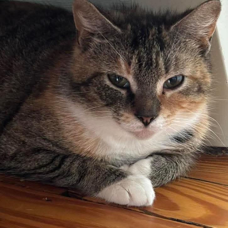 Mel 2, a Adoptable Domestic Short Hair in Winchester, VA image 6/6